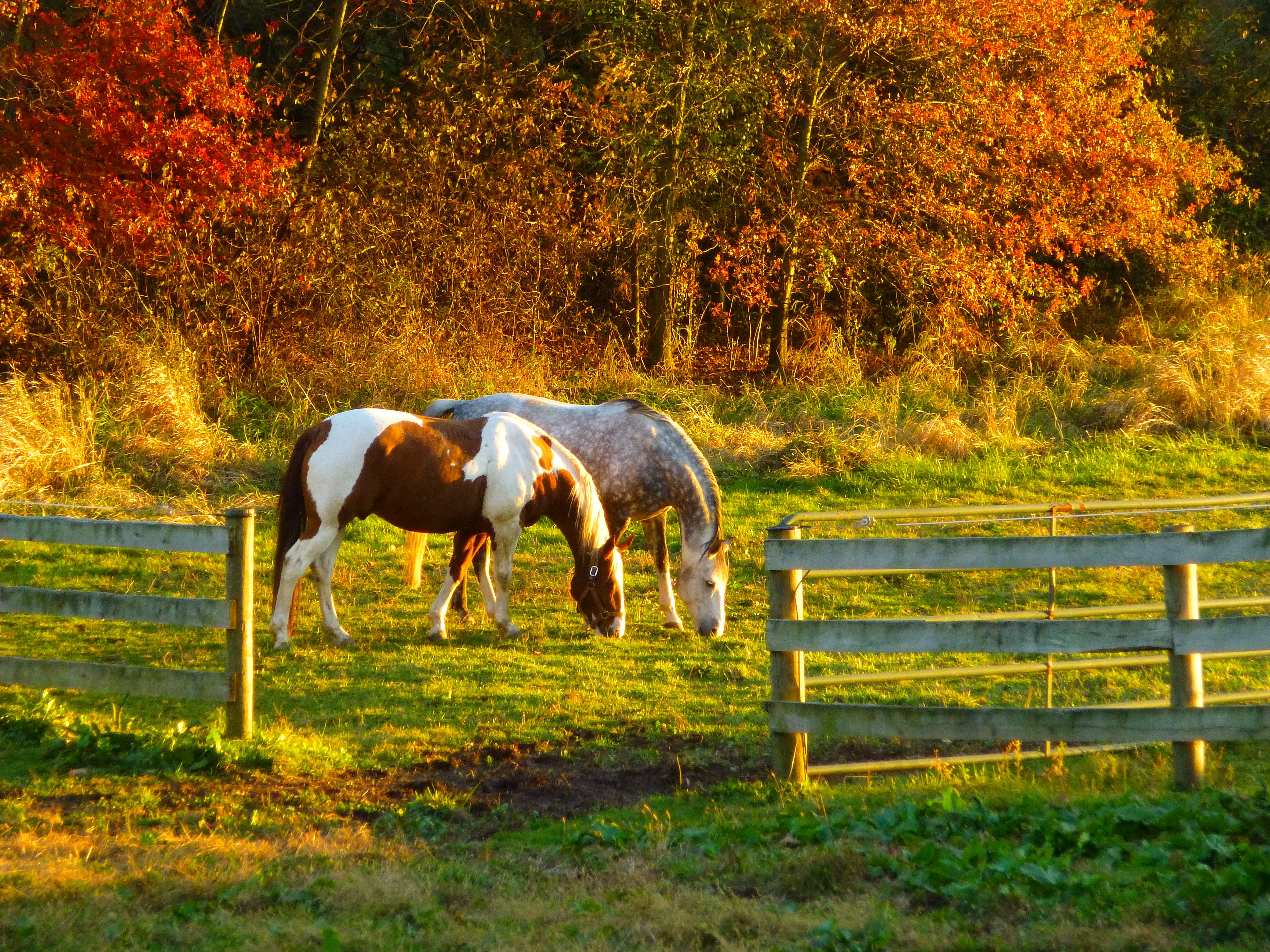 Two horses grazing in pasture with fall foliage in the background. 