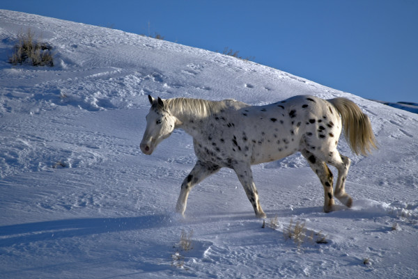 An Appaloosa horse walking through the snow. 
