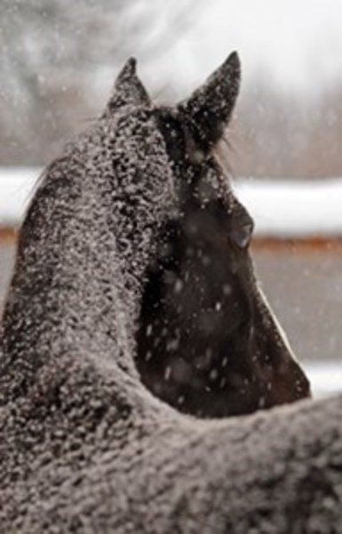 A horse standing outside with snow accumulating on his neck and withers. 