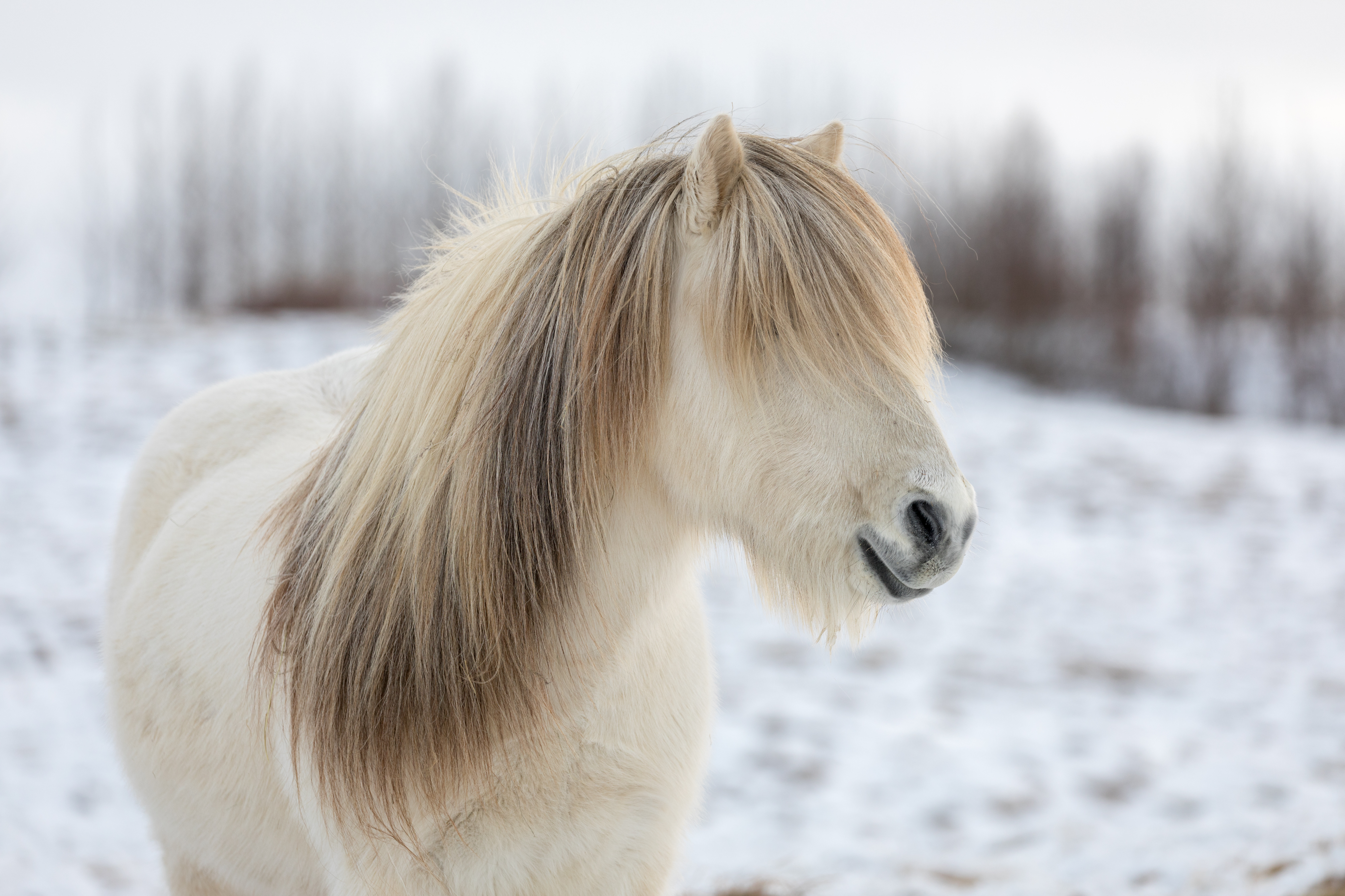A very fuzzy white horse with a long forelock and thick mane.