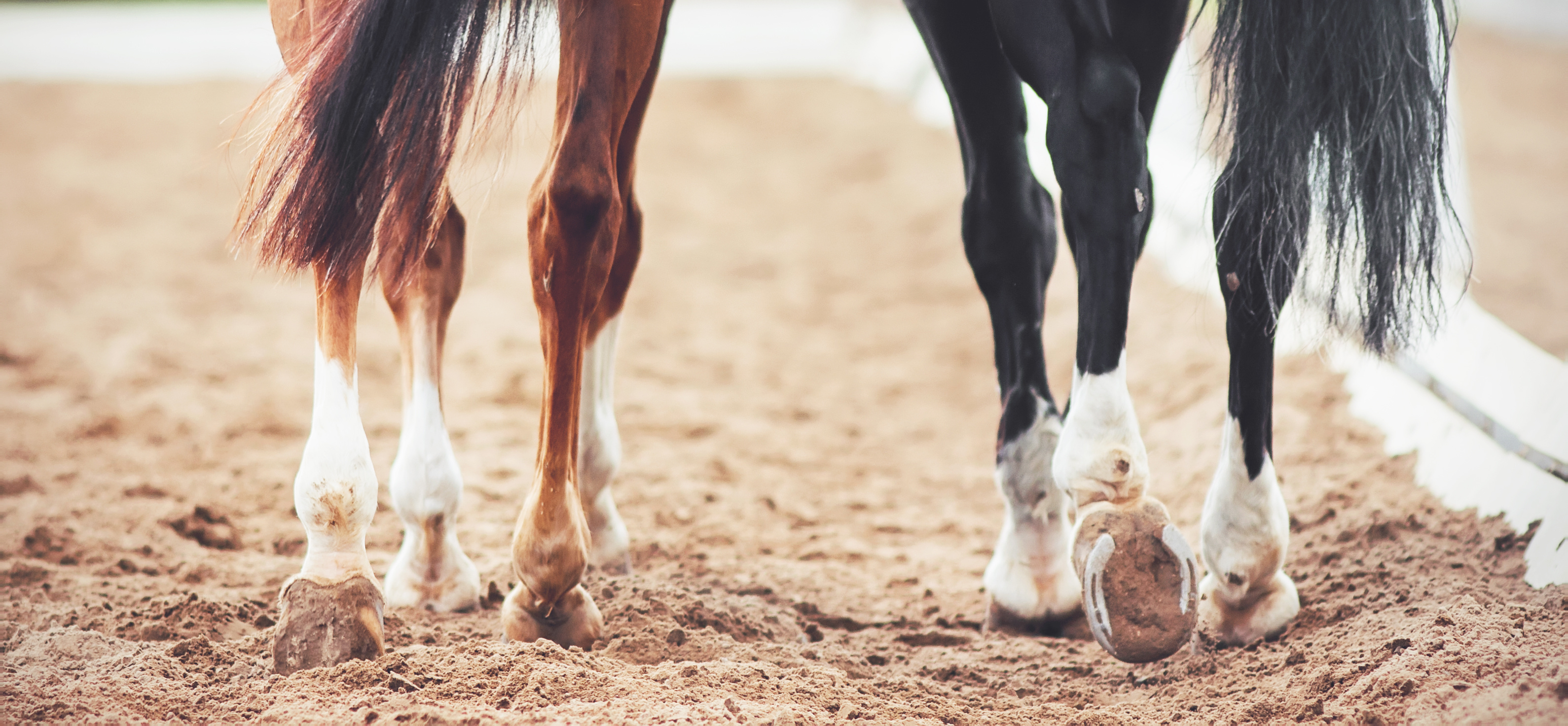 Close up of two horse's hind hooves as they walk through a dirt arena. 