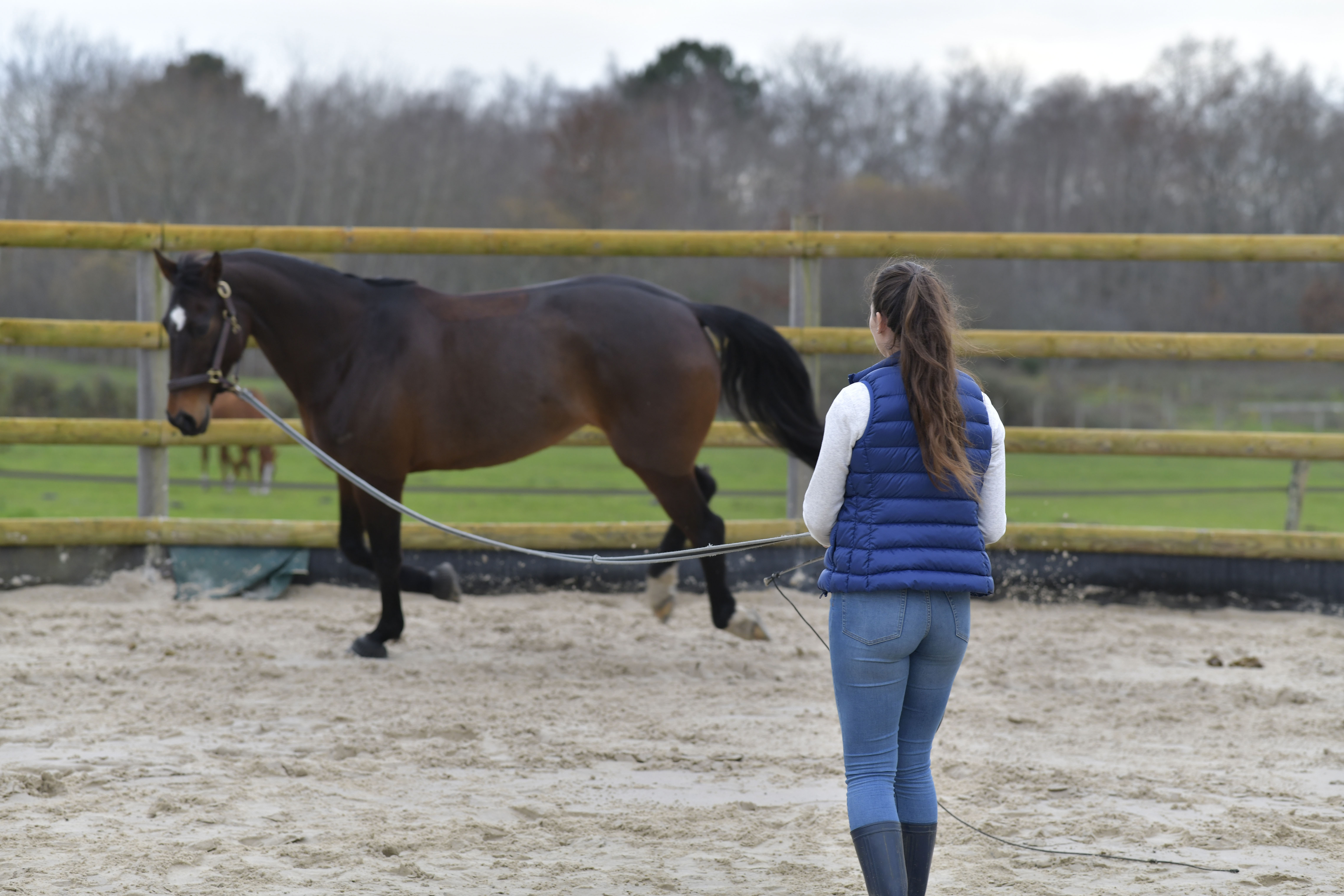 A woman longing a bay horse