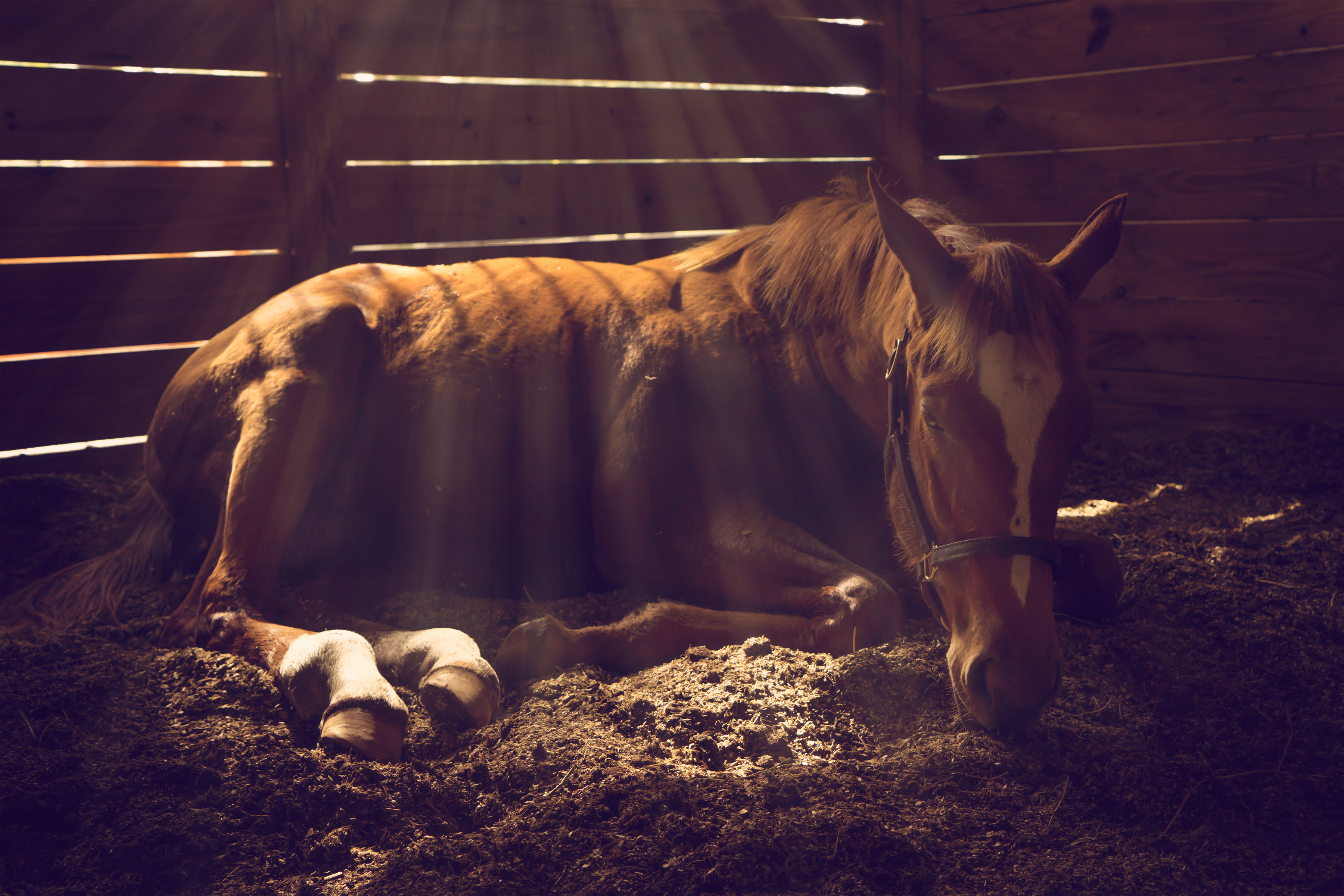 A horse lying in a stall 