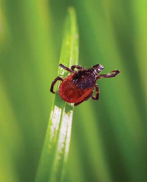 A tick sitting on a blade of grass 