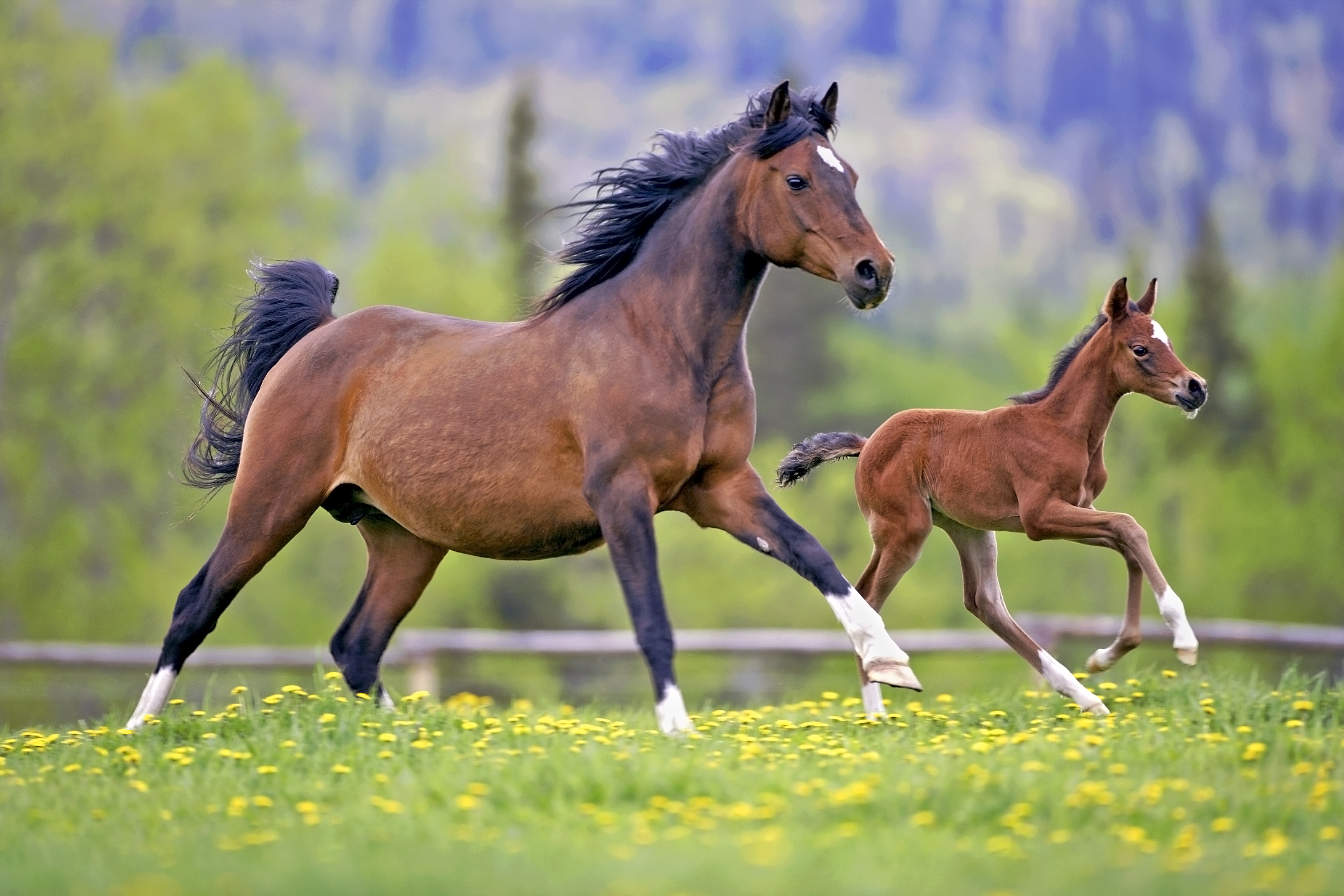 A mare and foal running in a field 