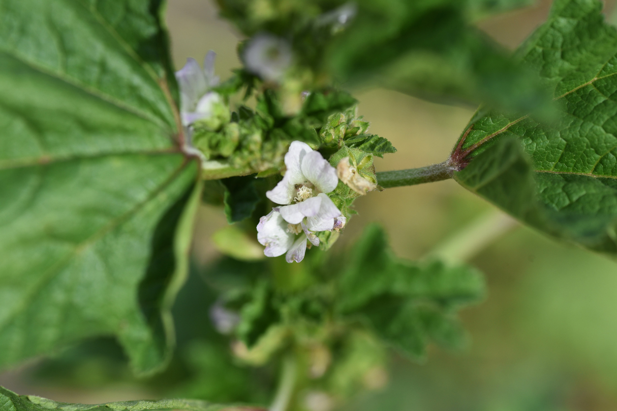 Marsh mallow plant; small white flowers on large green leaves

