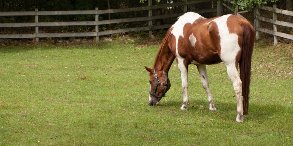 A paint horse grazing in a field. 