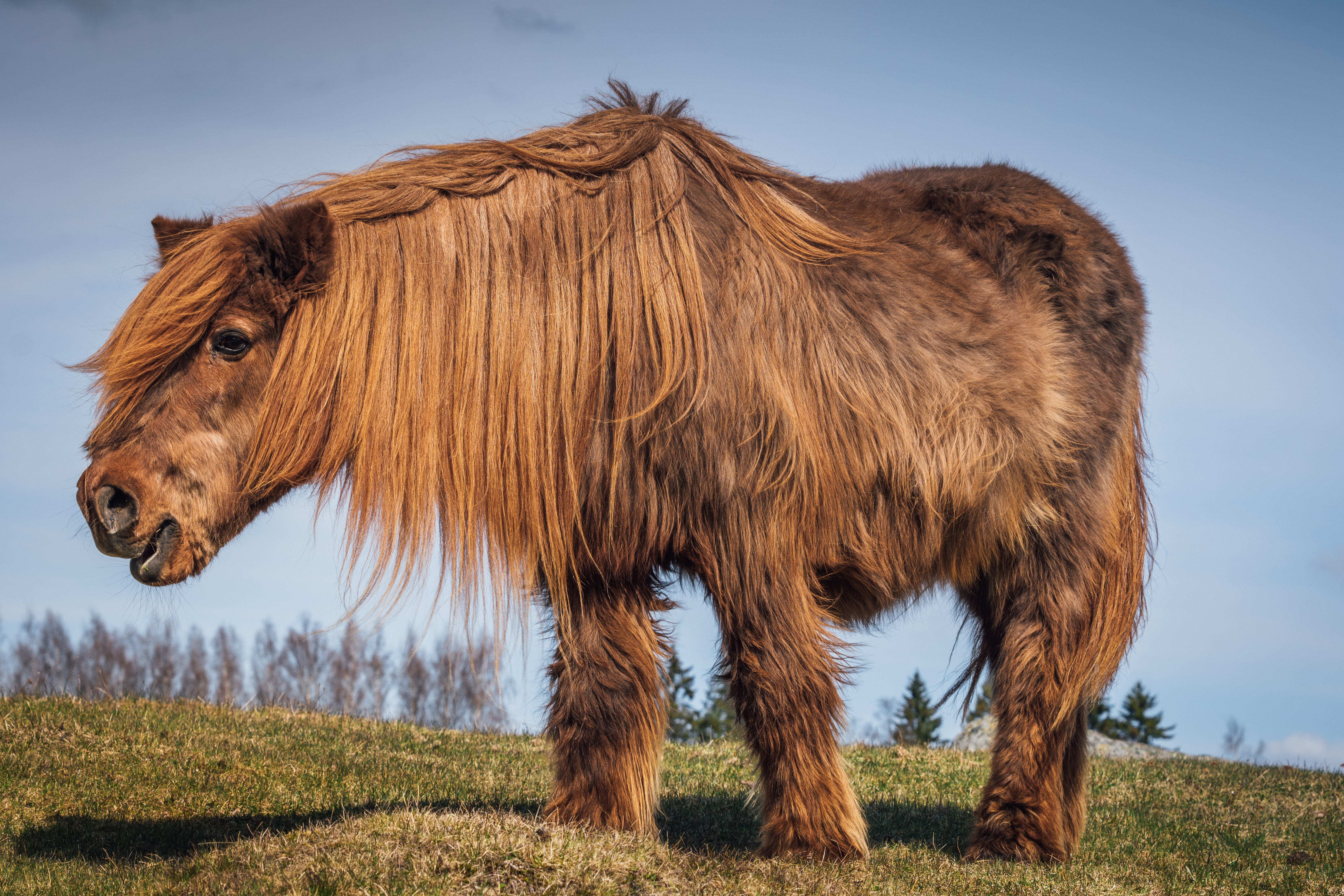 An older, hairy chestnut pony.