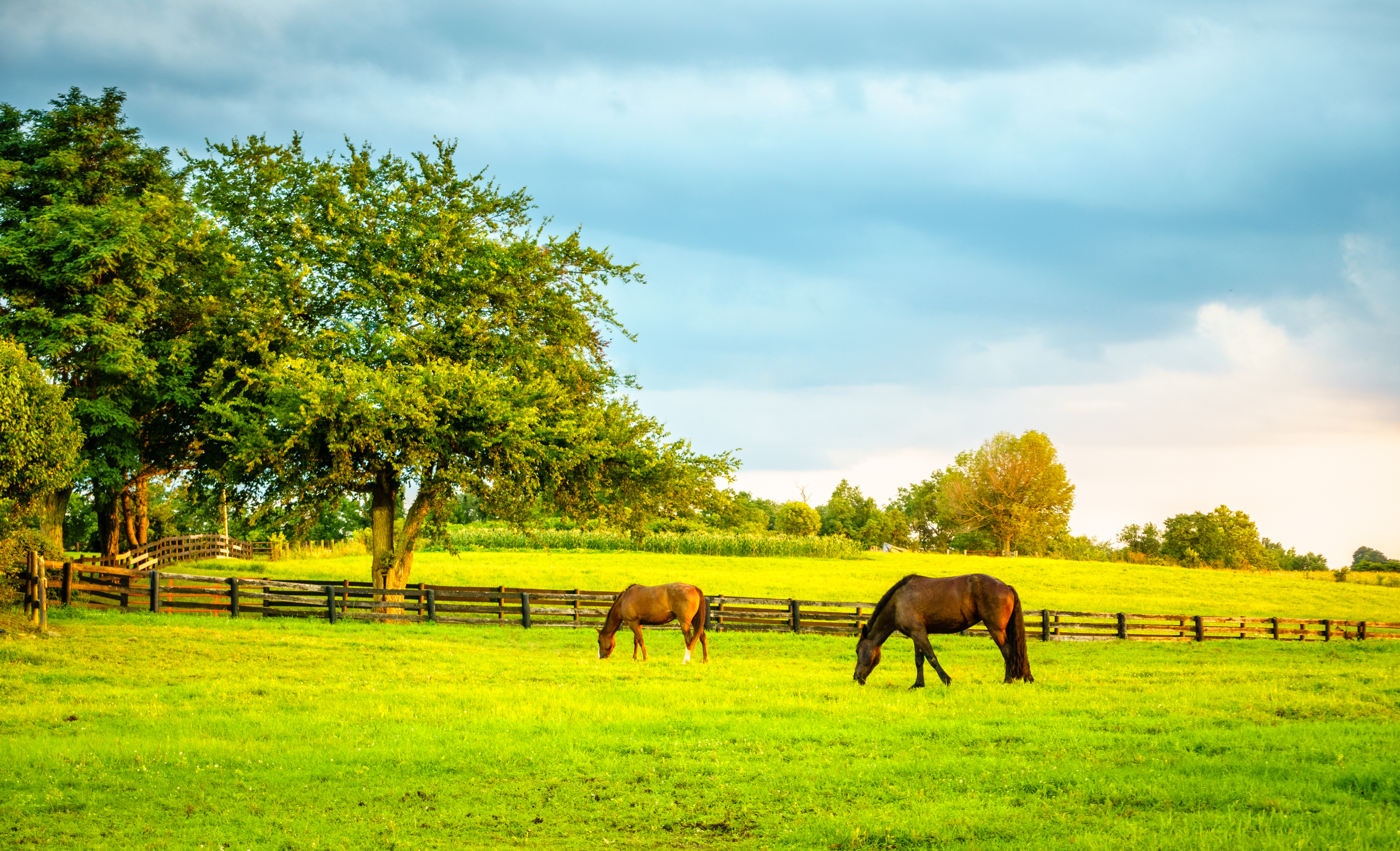 Horses grazing in a summer pastures with trees in the distance
