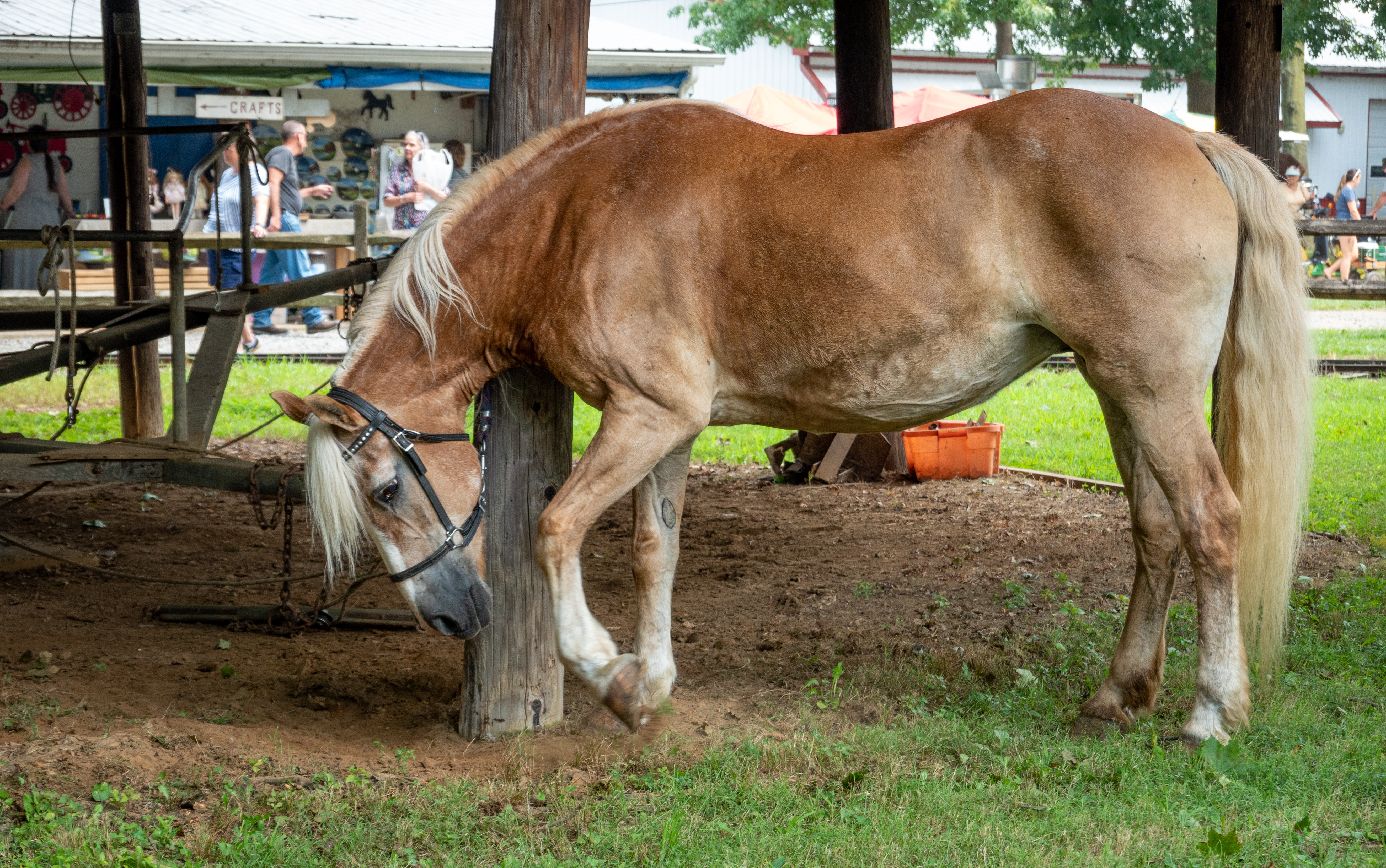 A horse tied to a post and pawing.
