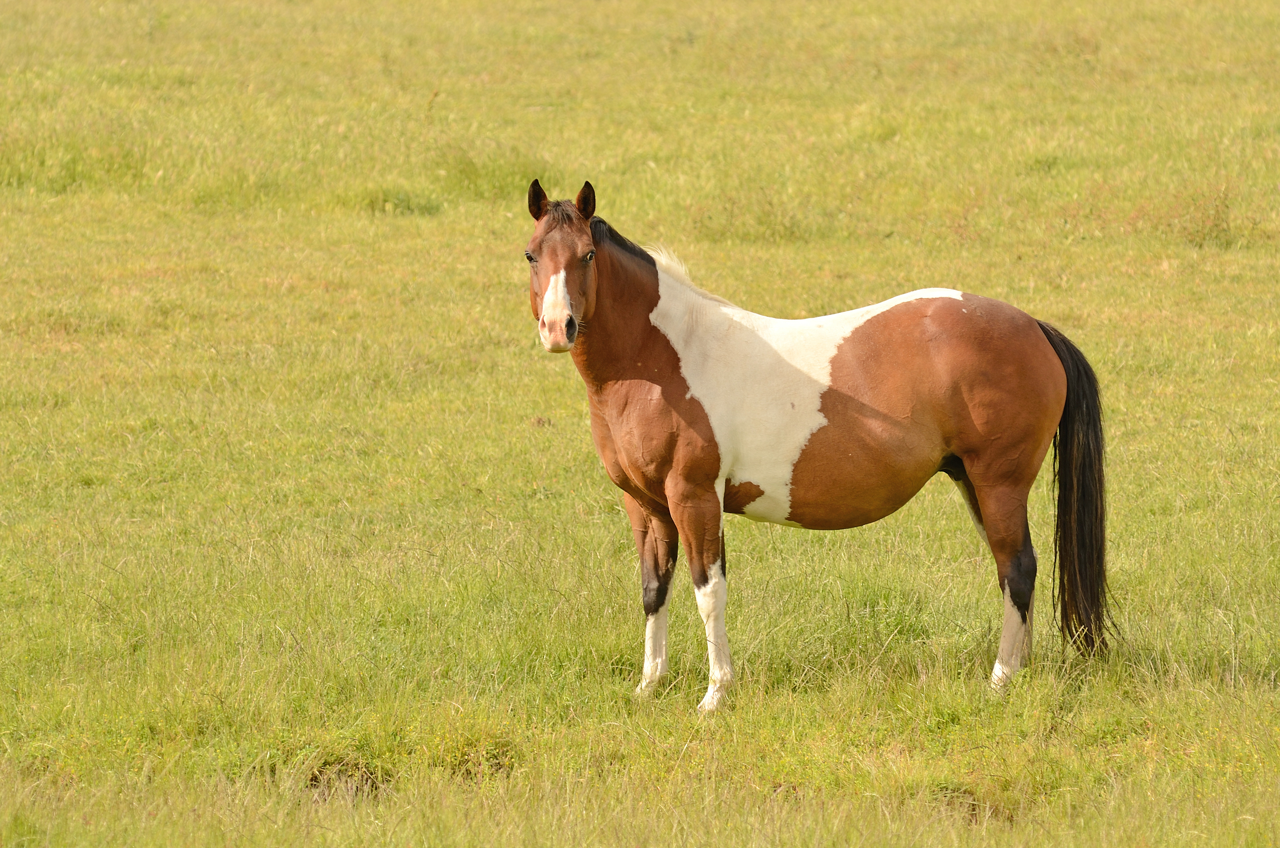 A mare in foal standing in a field. 