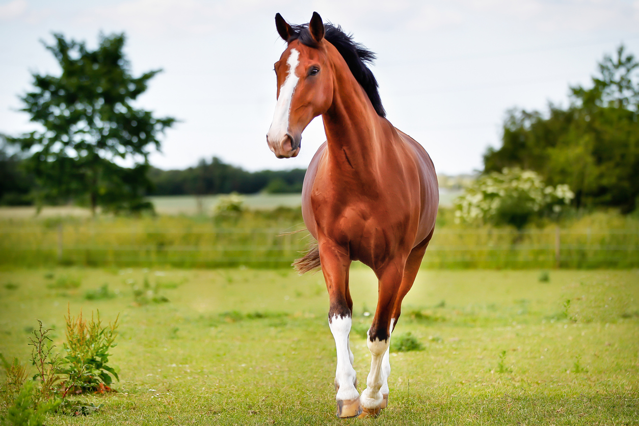 A bay horse with white socks trotting through a green field 