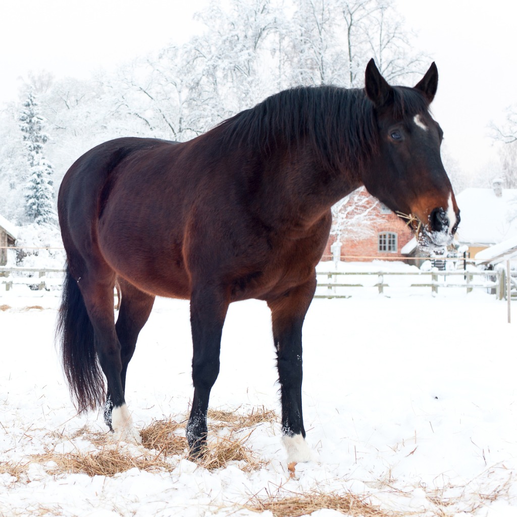 A bay horse without a blanket, standing in a snow-covered pasture eating hay.