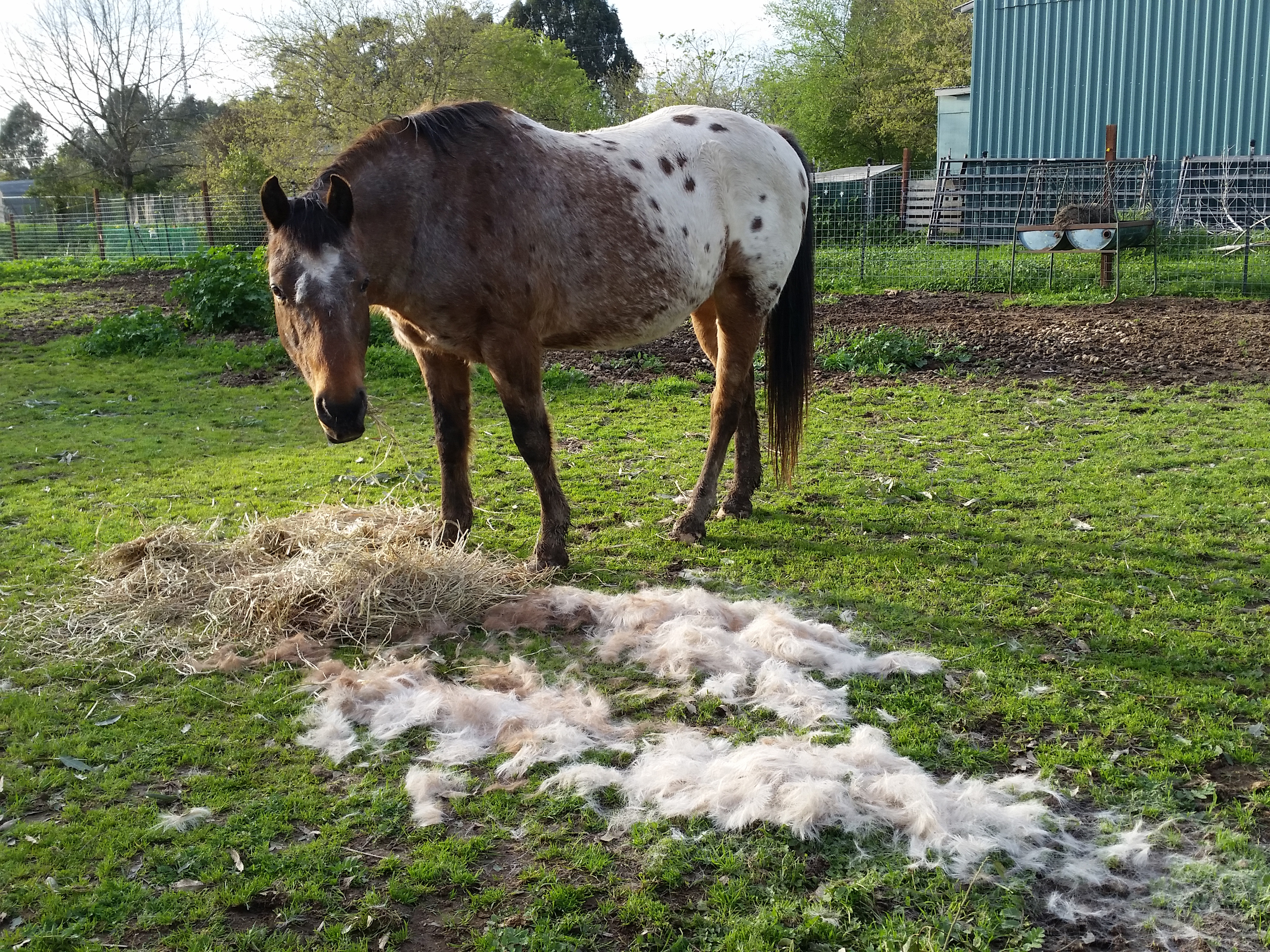 An Appaloosa horse shedding hair