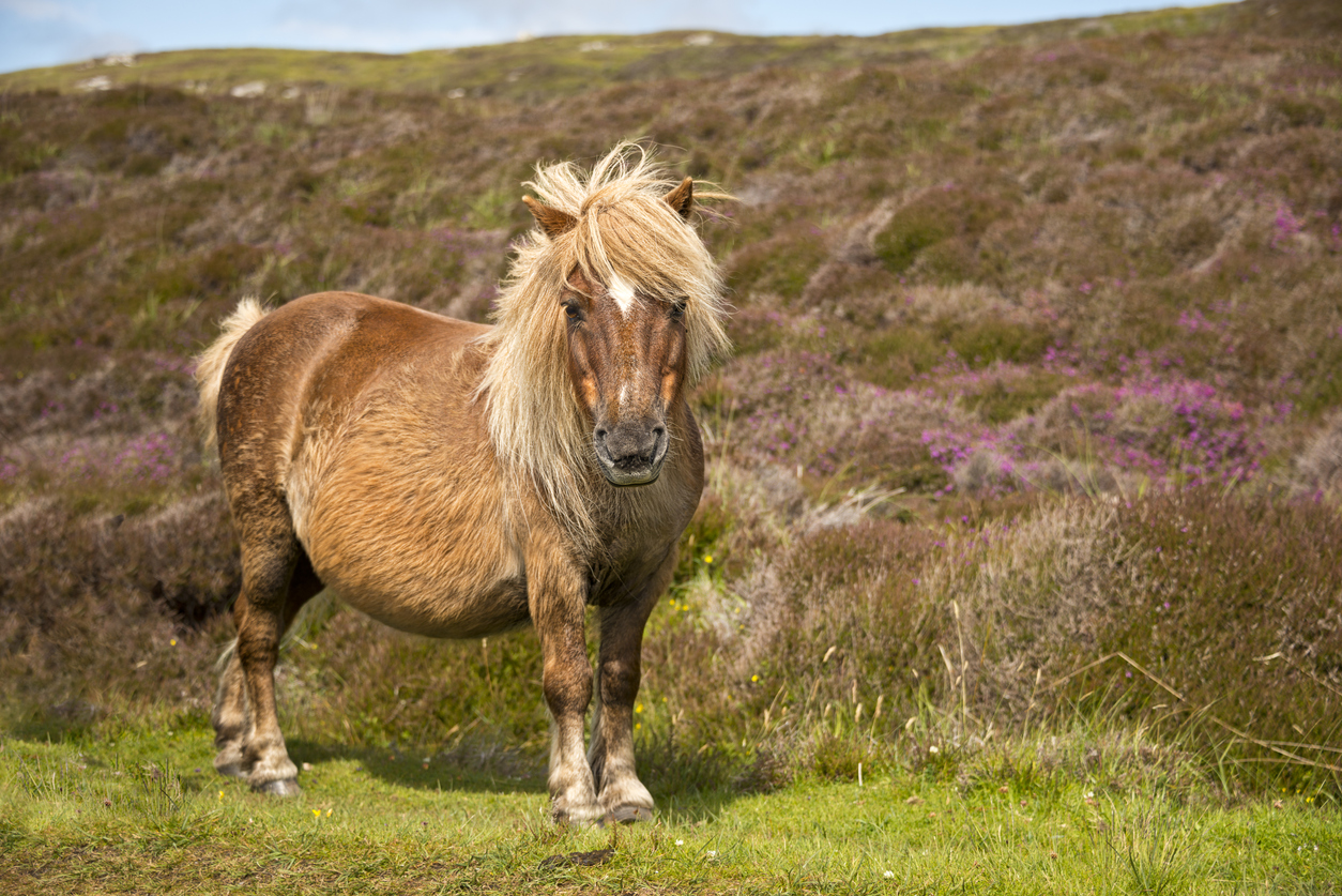 A Shetland Pony standing in a field 