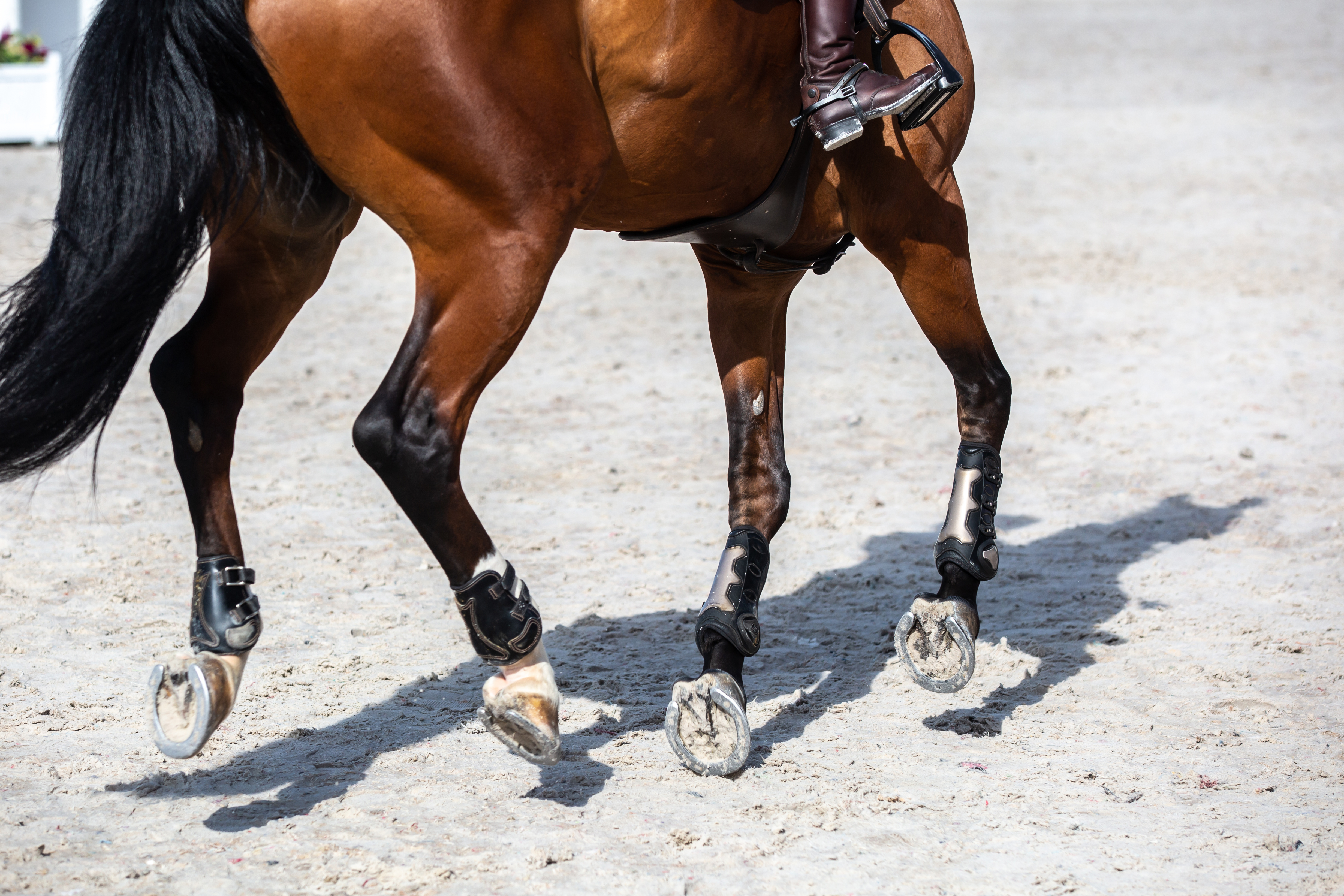Supporting Equine Mobility: What's in Your Nutraceutical?