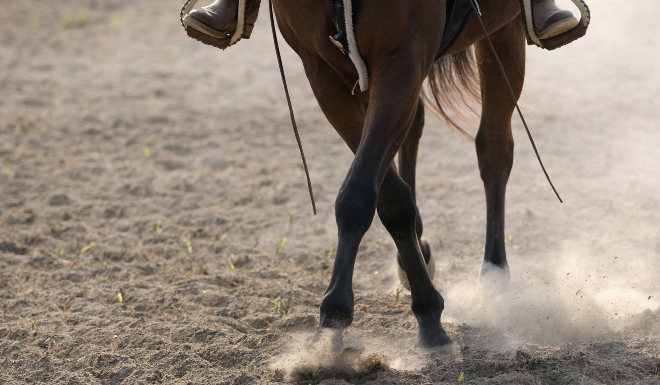 Close up of a horse's legs as he is ridden in a dirt arena