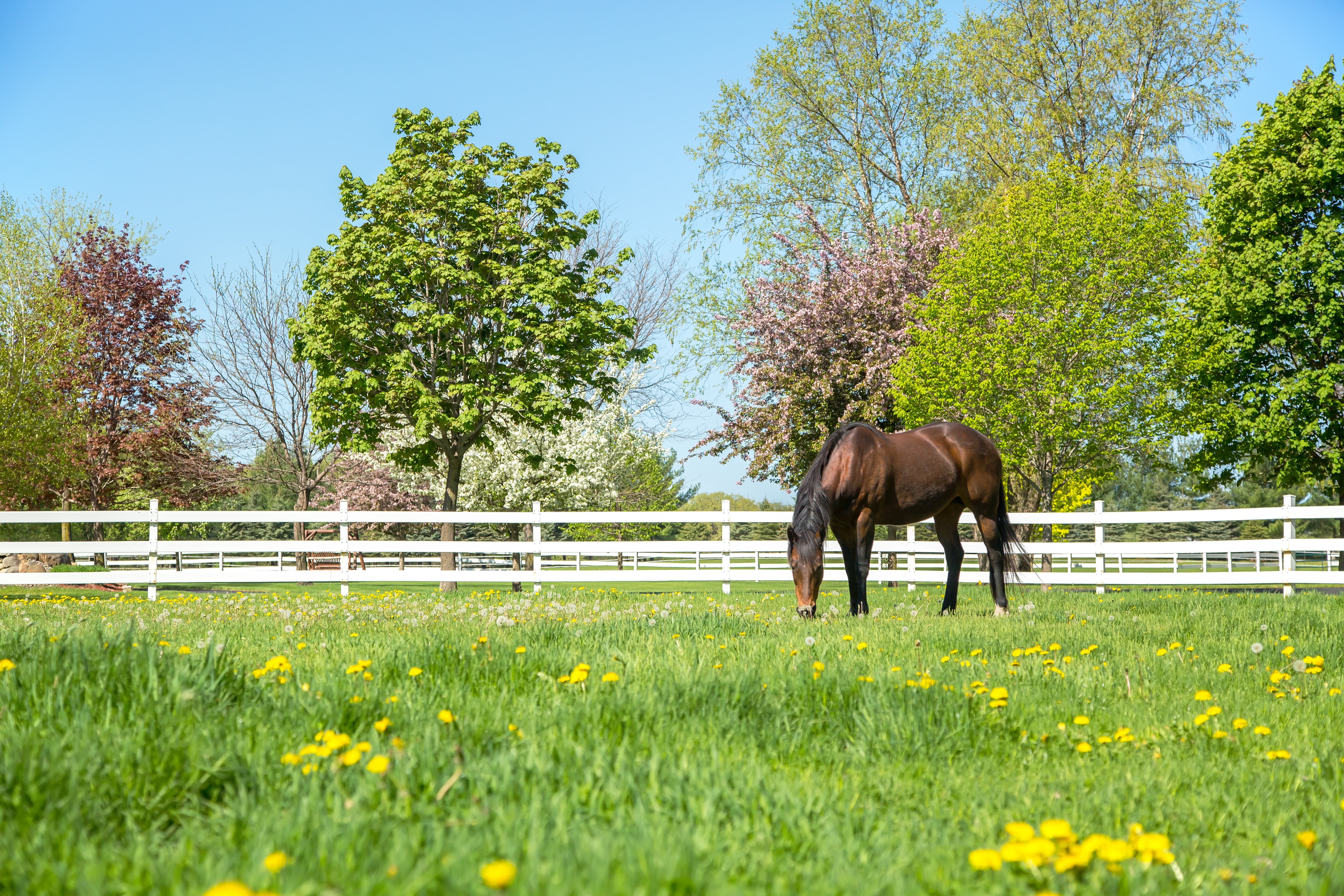 A horse grazing on a spring pasture 
