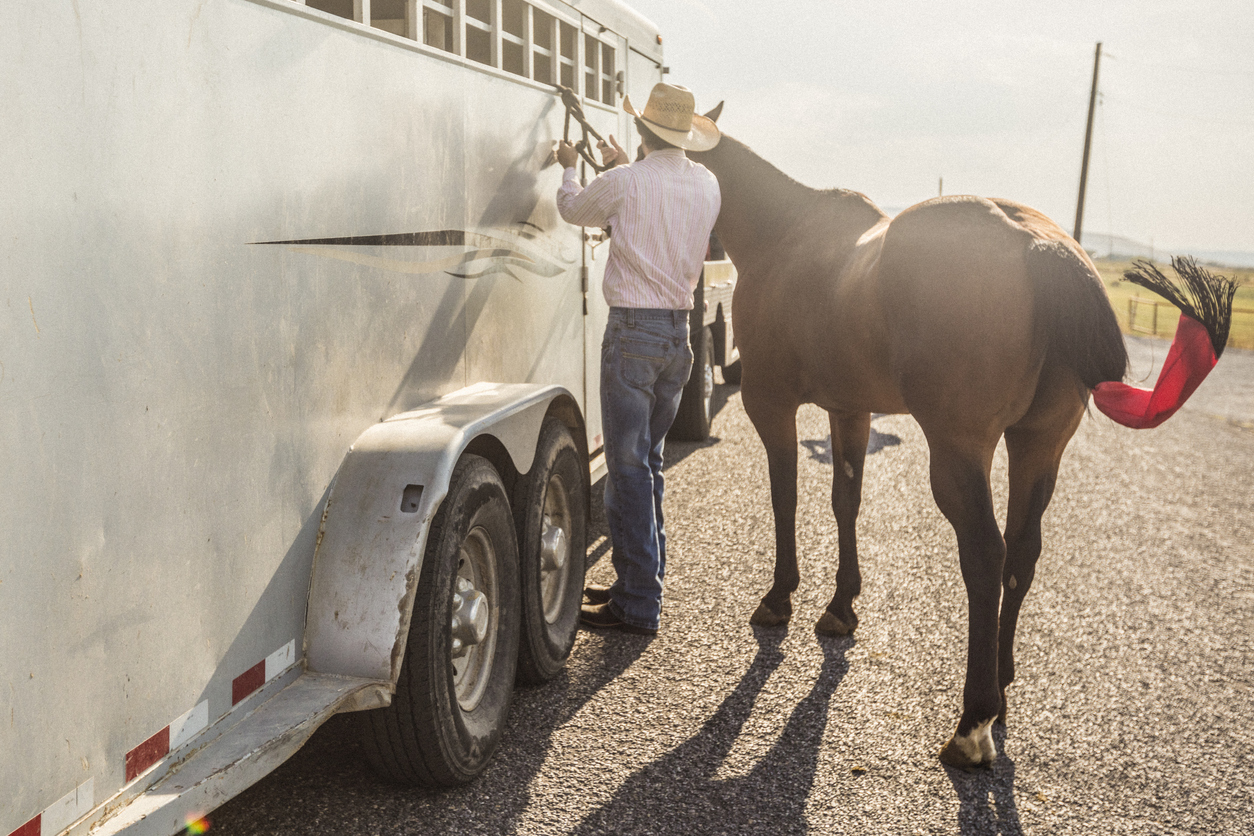 A man tying a horse to the outside of a stock trailer.