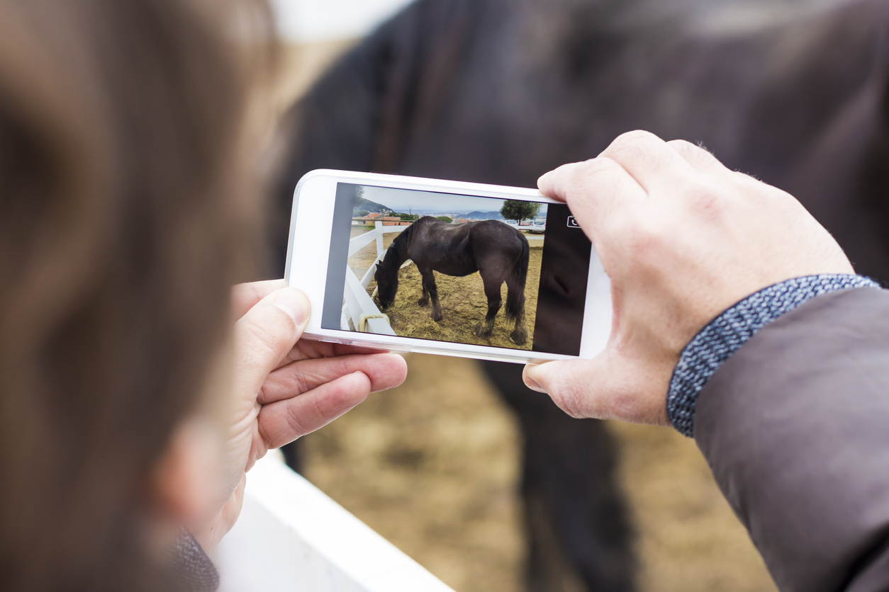 A woman taking a picture of a horse with a smart phone 