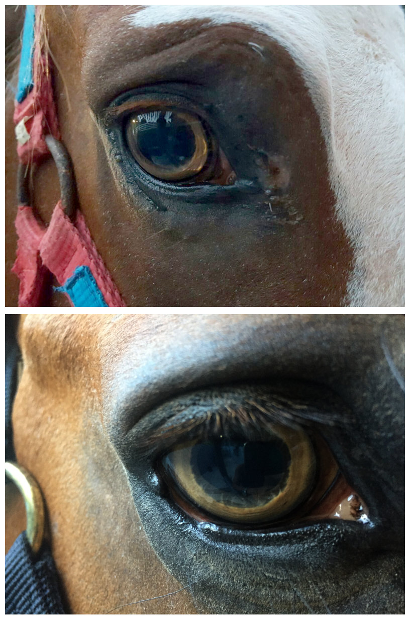 A horse's eye with distinctive yellow "tiger eye" coloring 