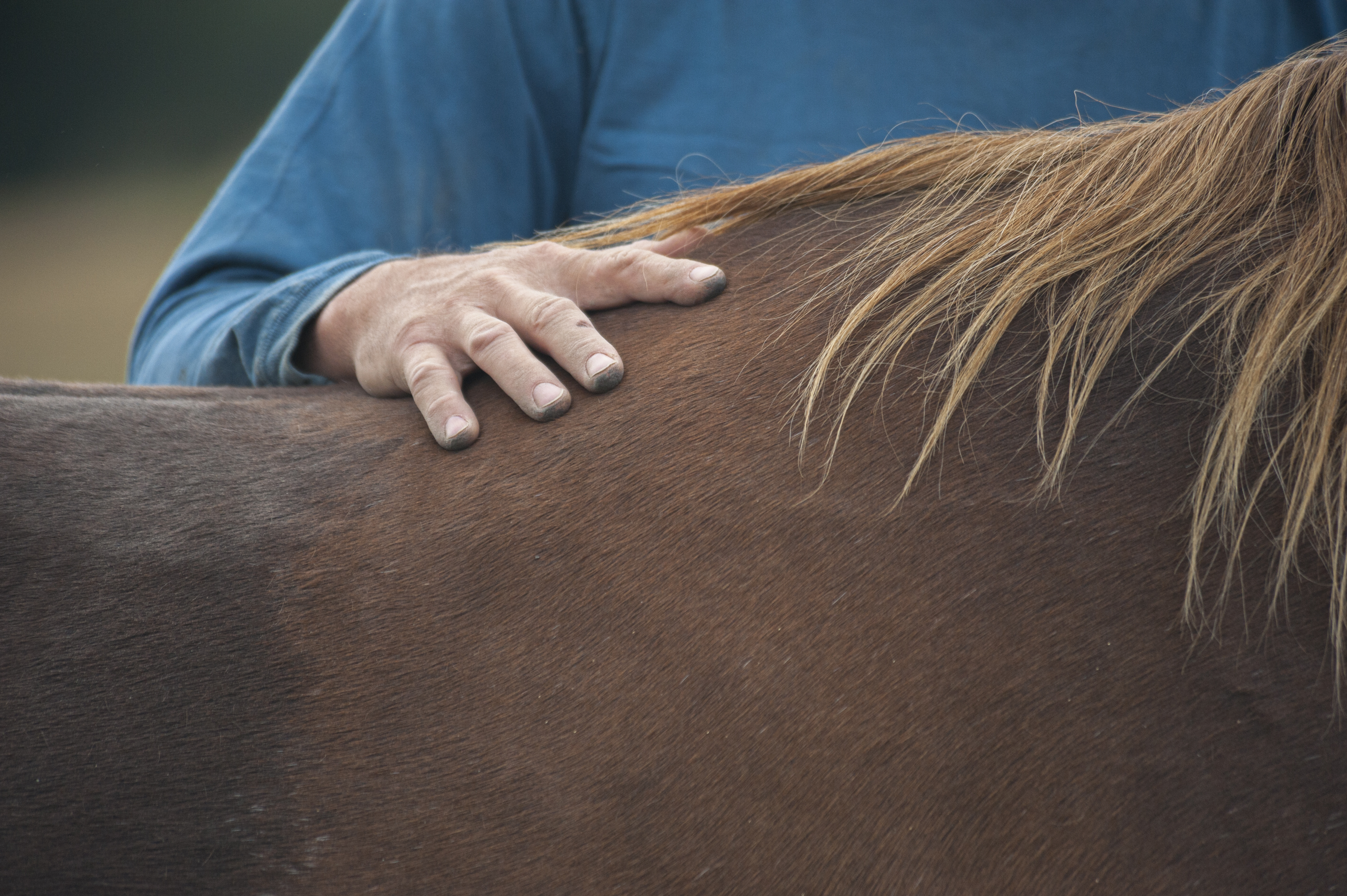Close up of a person's hand on a horse's withers. 