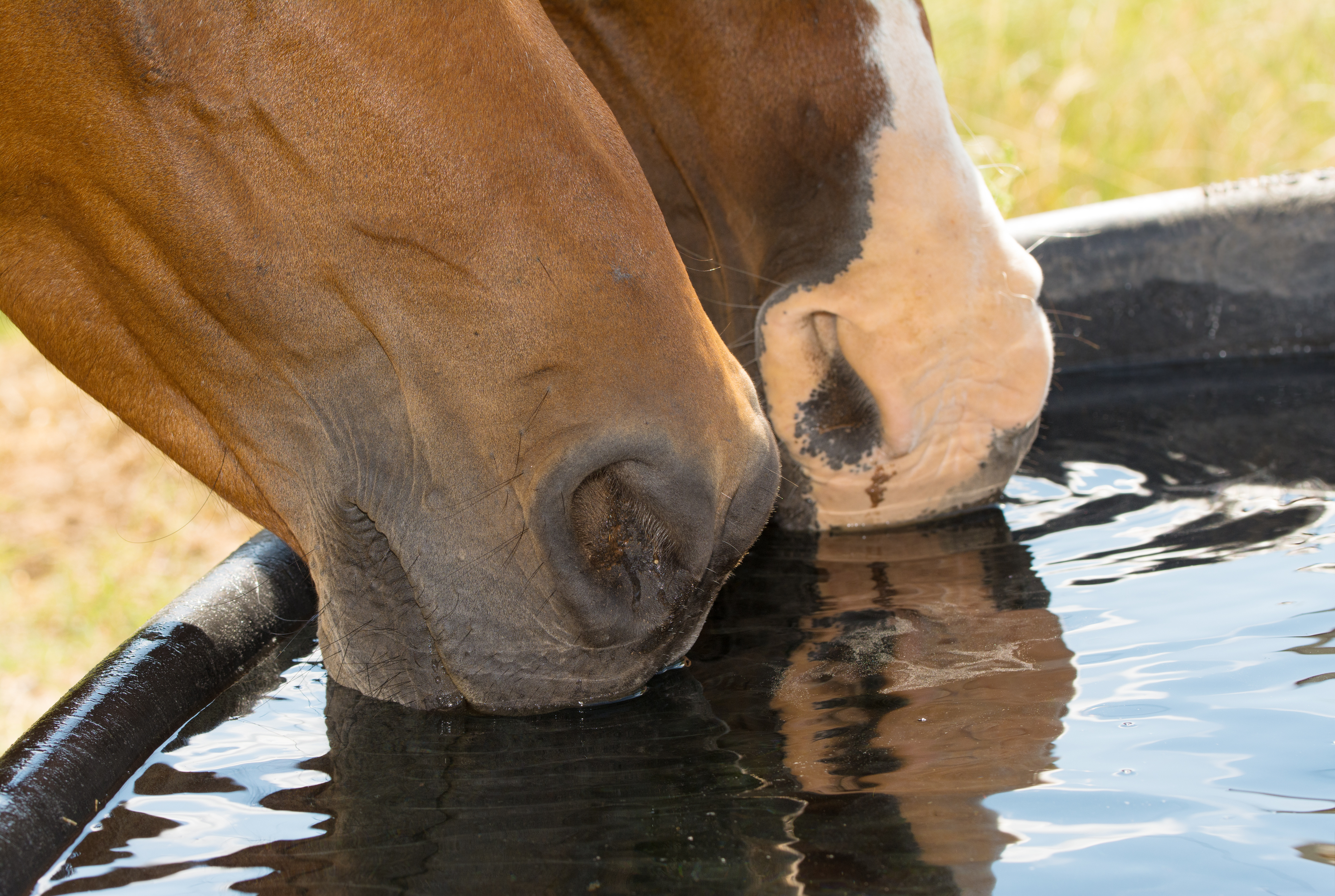 Two horses drinking from a water trough. 