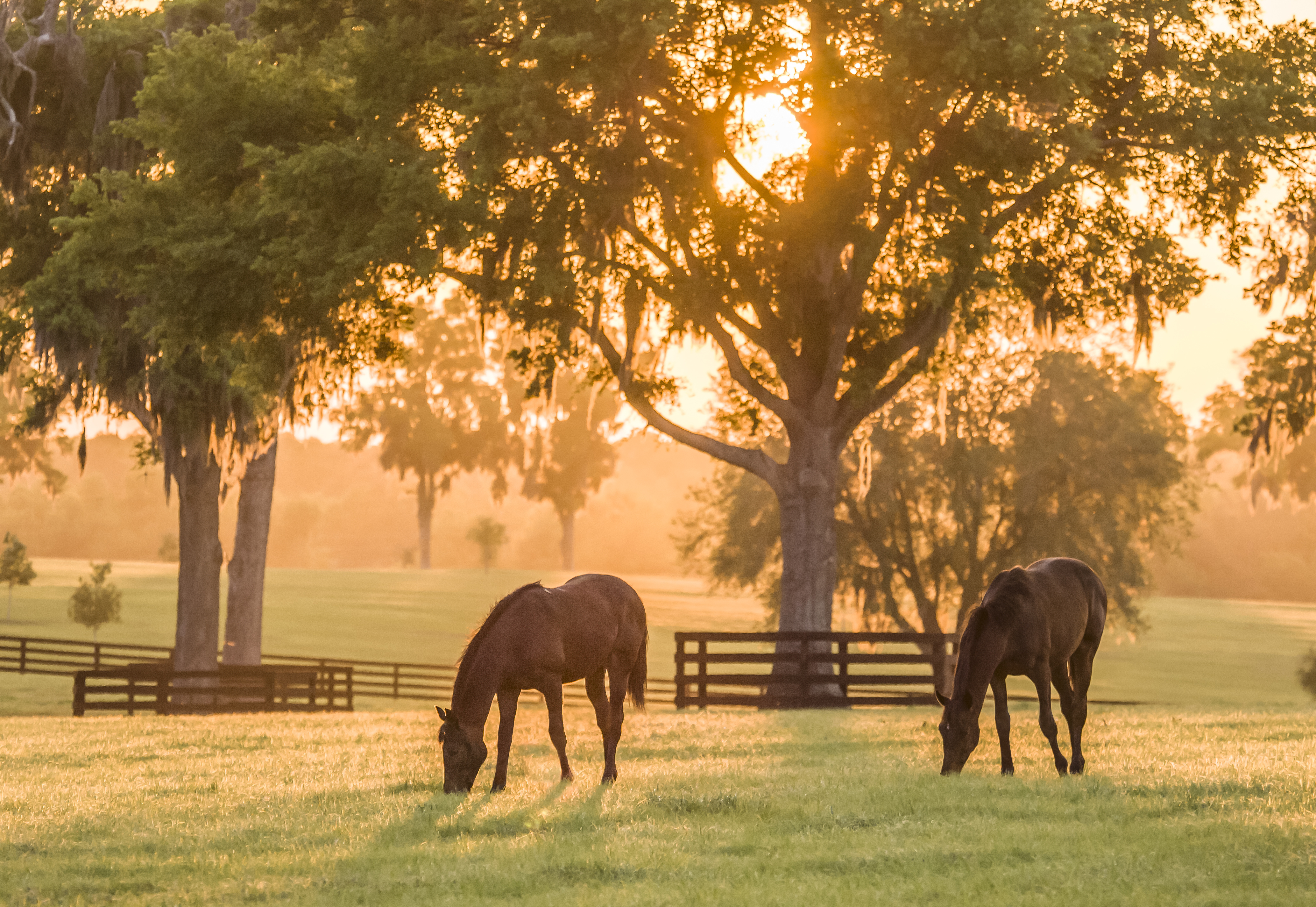 Two horses turned out in a grass pasture at sunrise