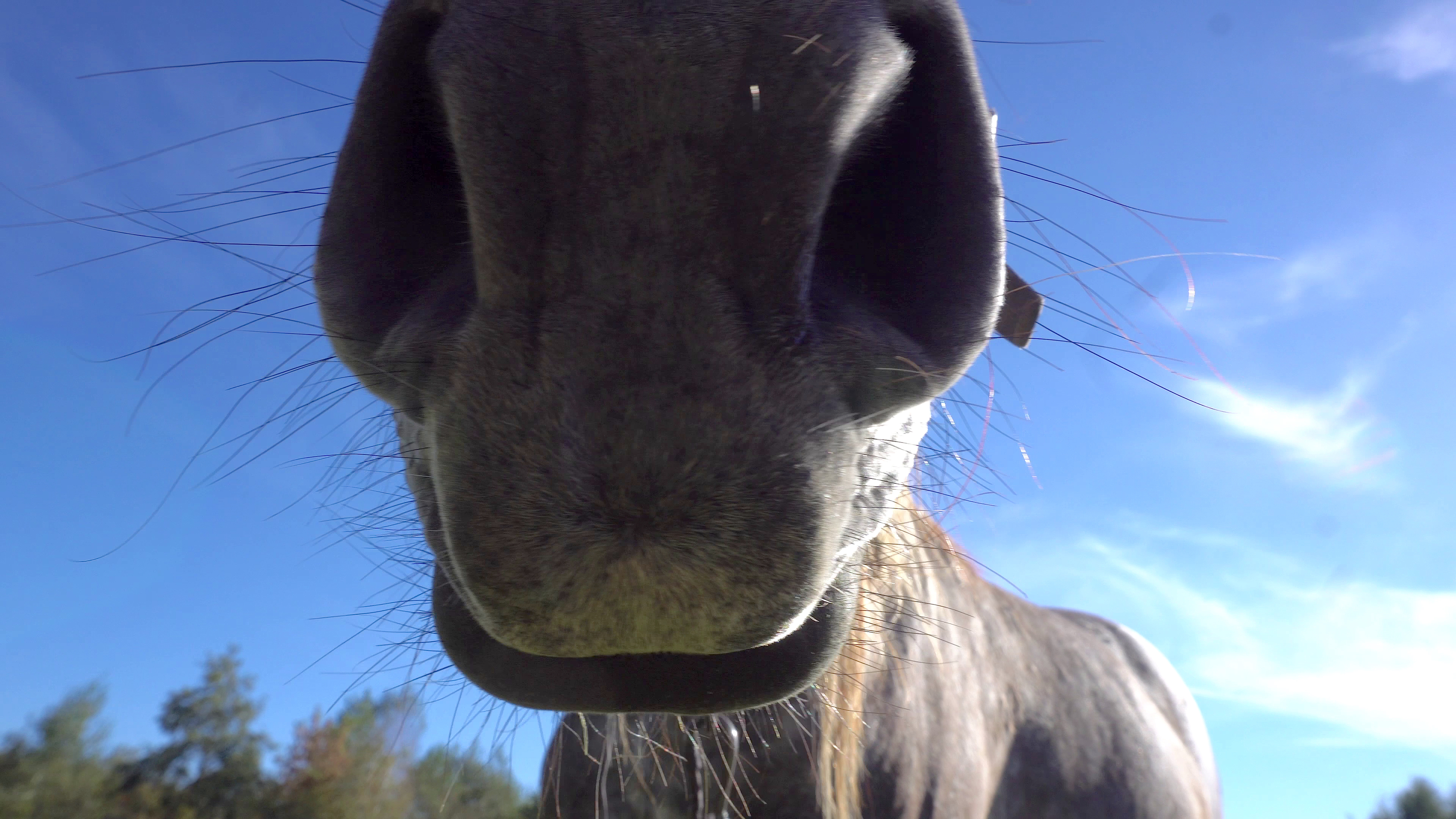 Close up of a horse's muzzle.