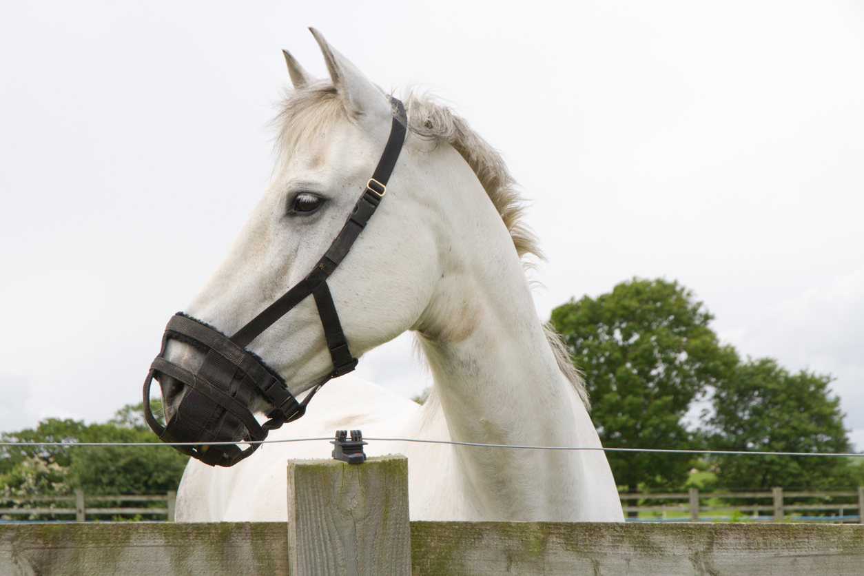 A white horse wearing a muzzle and looking over a fence.