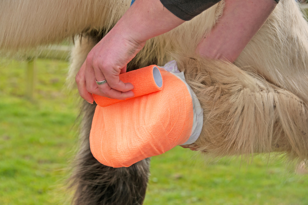 A horse having his hoof wrapped. 

