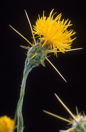 Yellow star thistle/Russian knapweed (Centauria spp.)