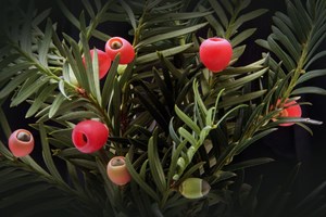 Yew (Taxus spp.)