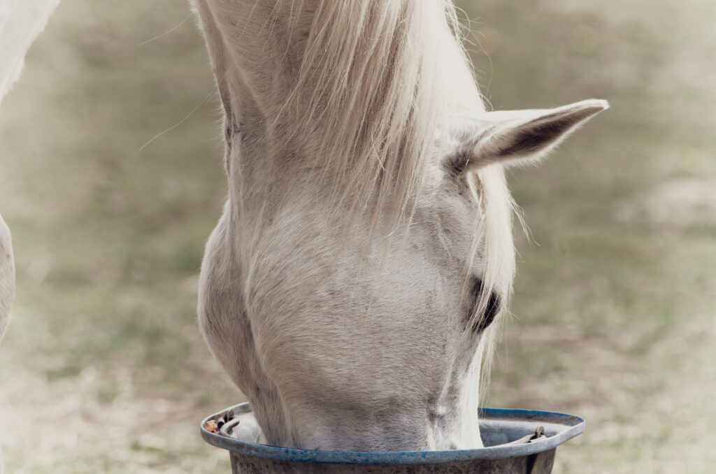 Consult with your veterinarian before making changes to your older horse's feed regimen.