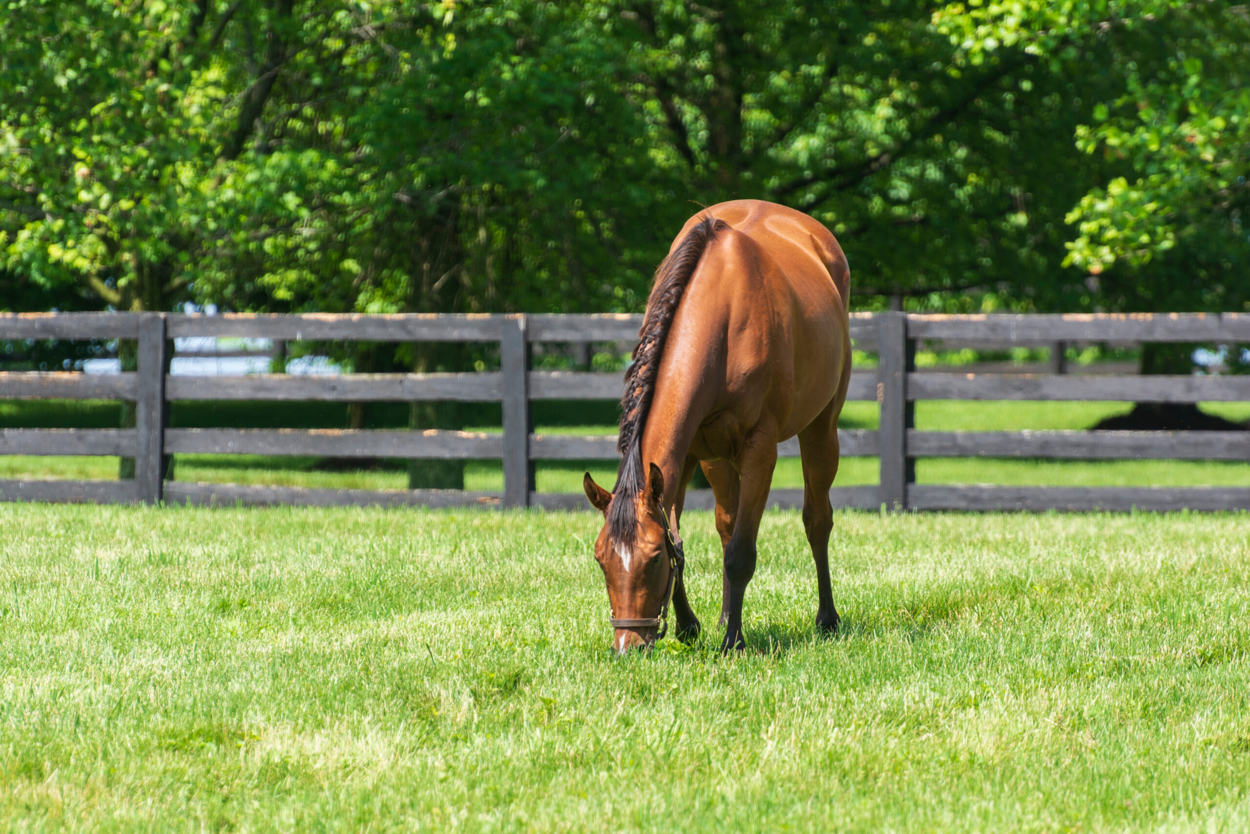 4 keys to joint health in older horses