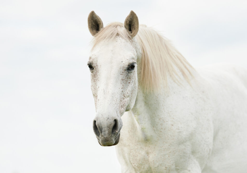 An older white horse looking directly at the camera.
