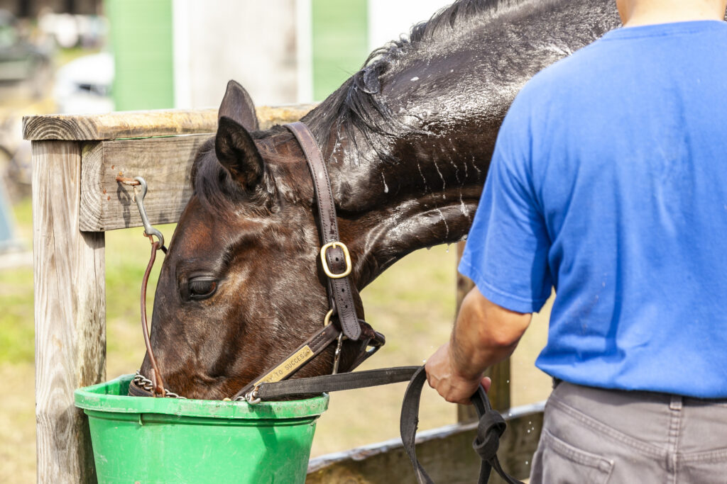 An overheated horse will benefit from drinking as much water as he wants. 