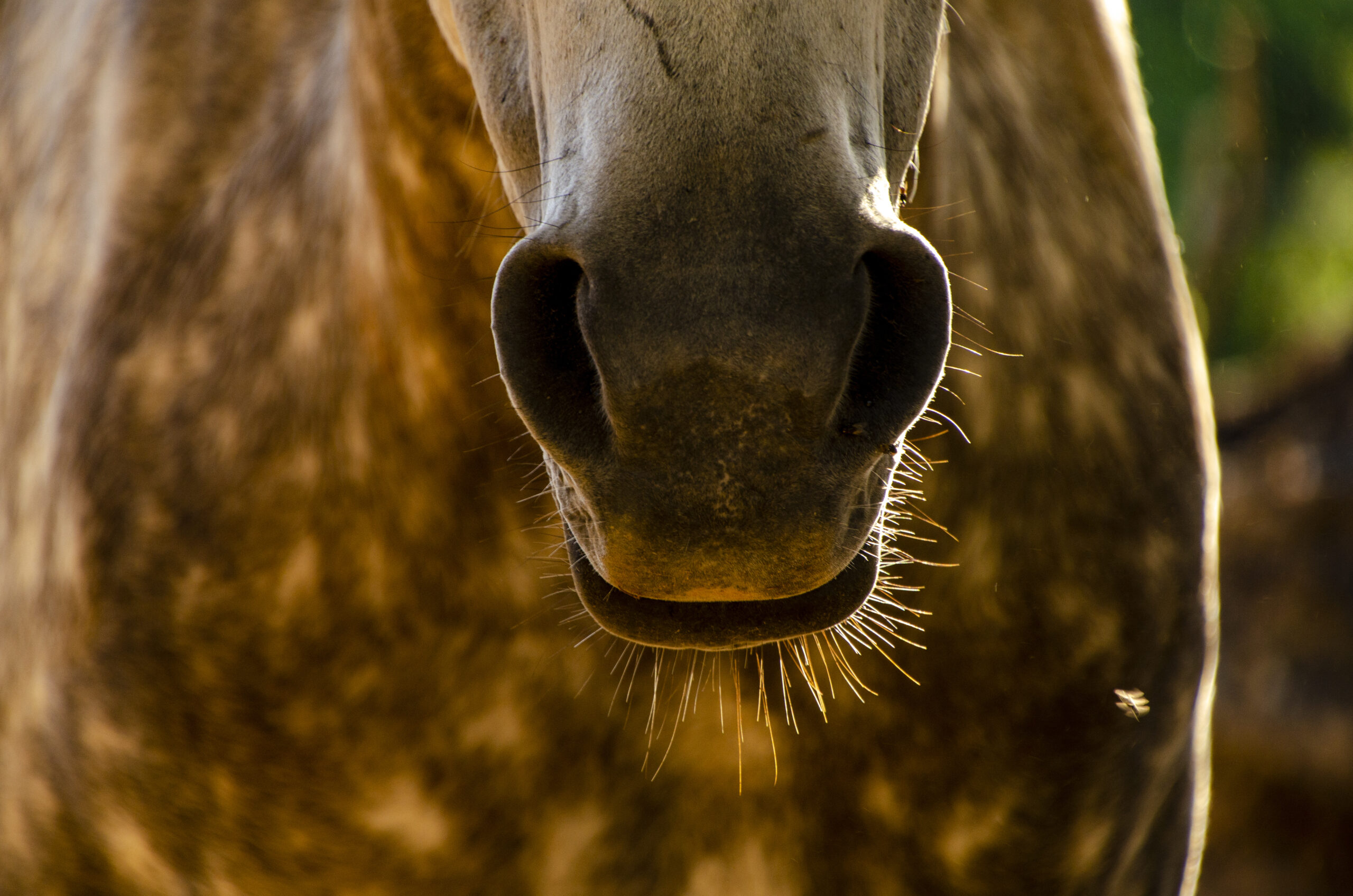 How to help a horse in respiratory distress