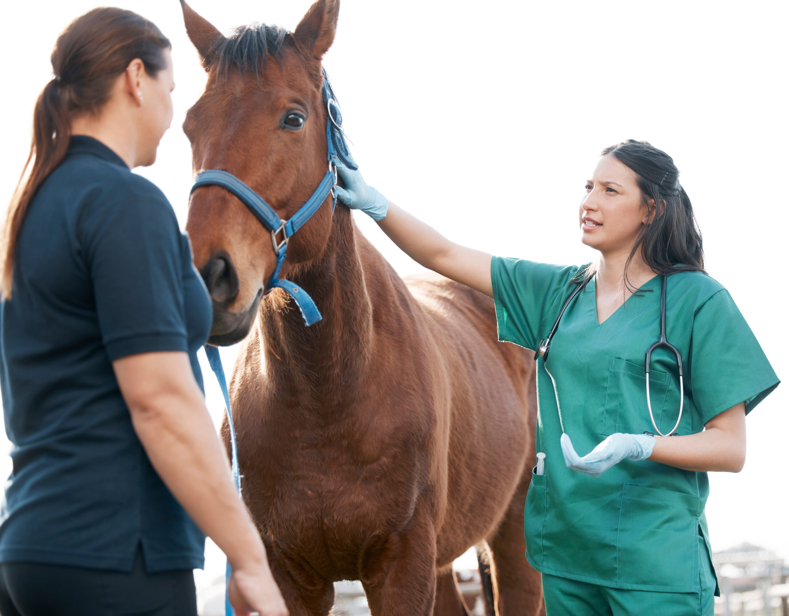 5 things to do when your horse’s leg is swollen