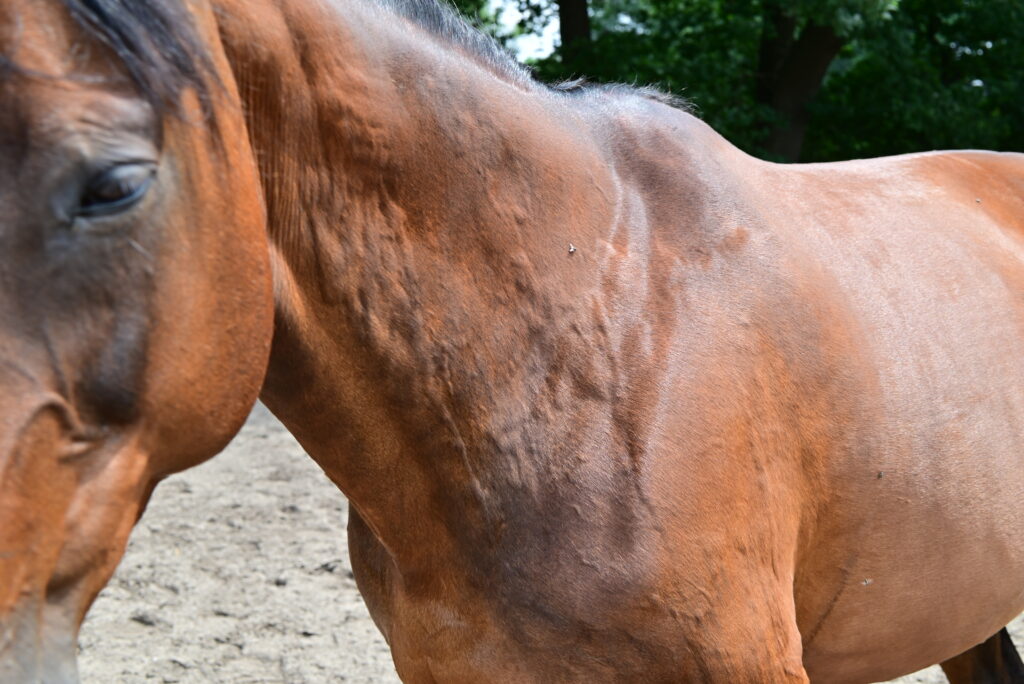 what to do for a horse with hives