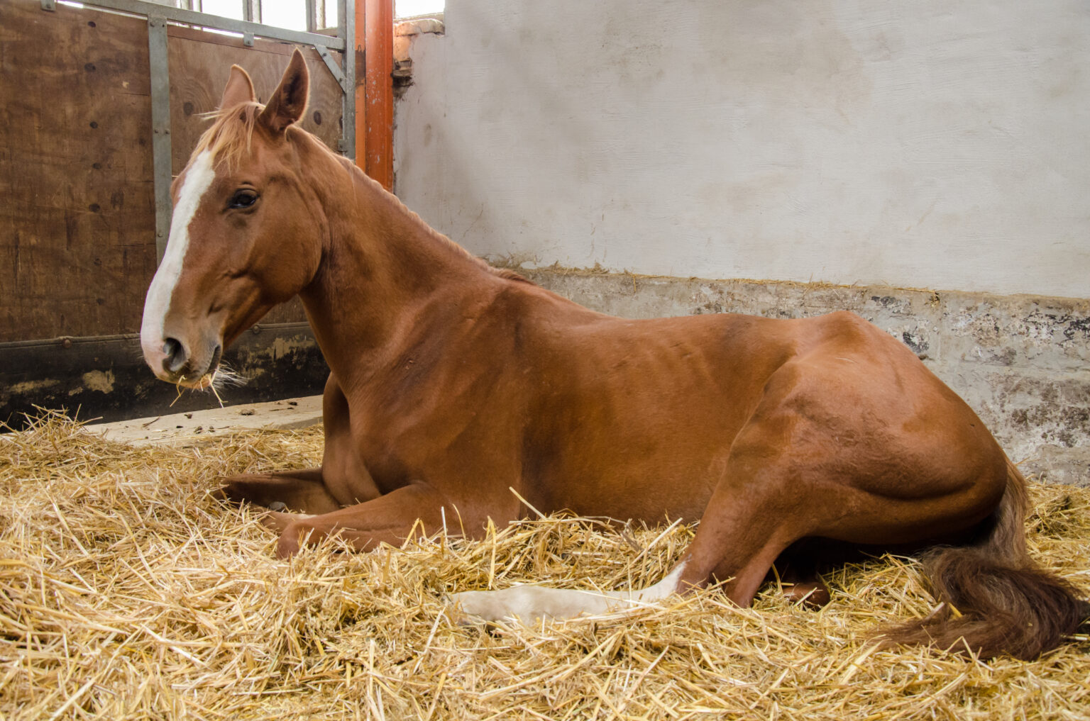 4 things to do when your horse has colic Equus Magazine