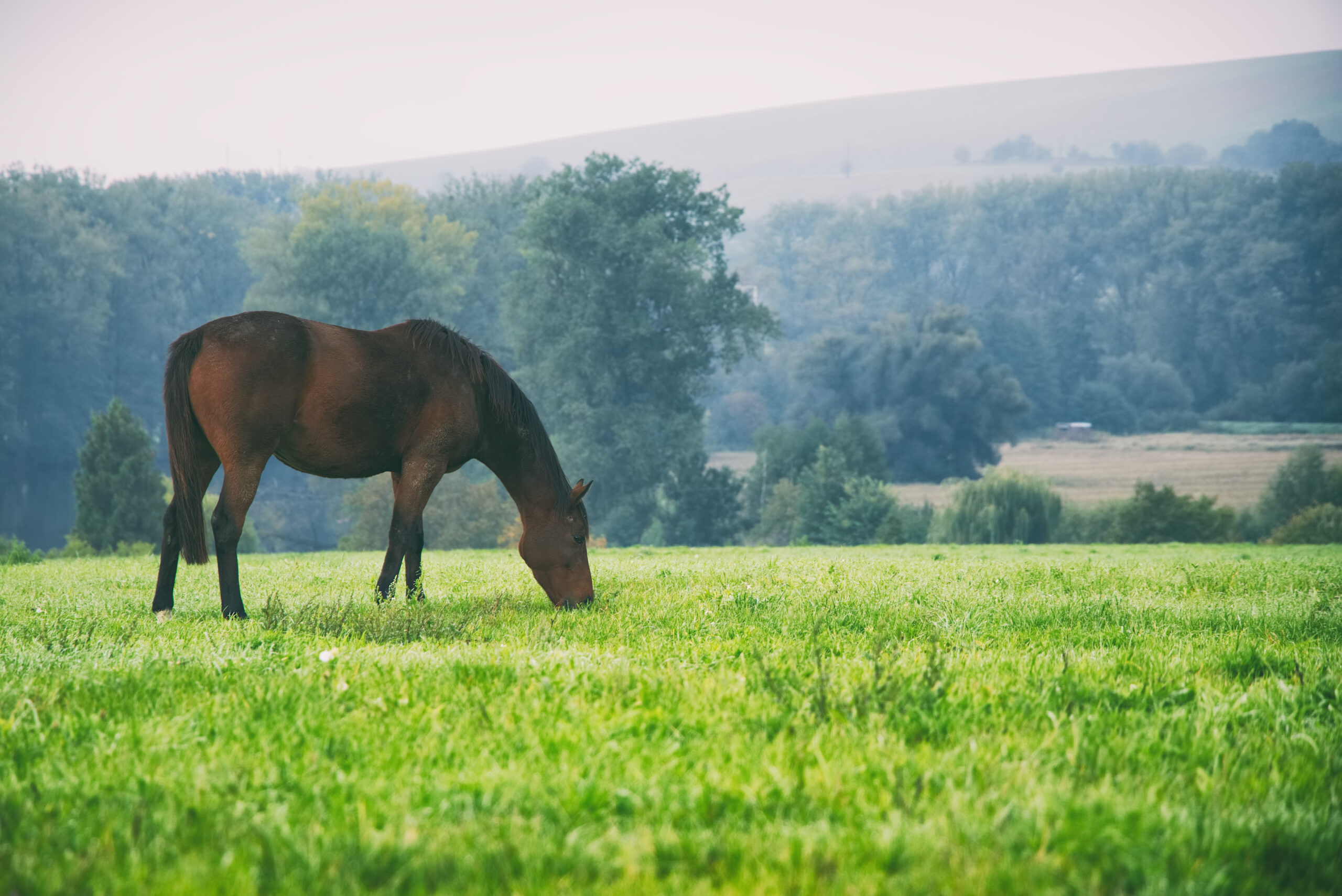 Beyond deworming: Parasite control in older horses