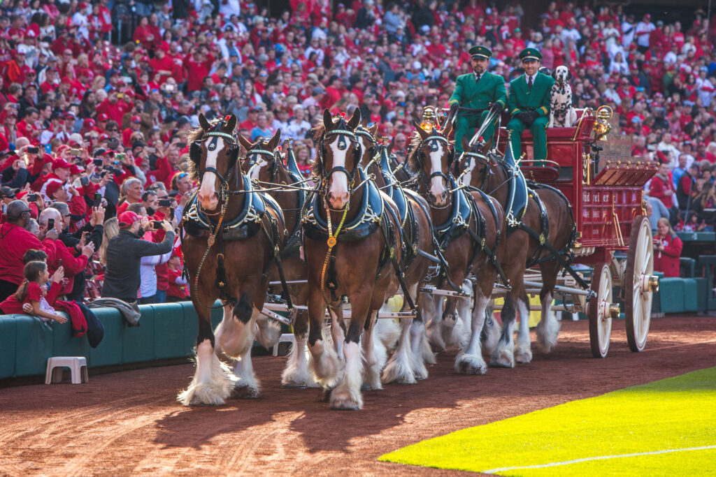 Budweiser Clydesdale Hitch at Baseball Game
