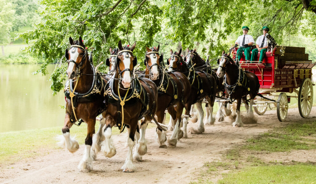 Budweiser Clydesdale Hitch