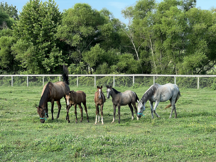 Three mares and their foals, produced using assisted reproductive technology, stand in a field.