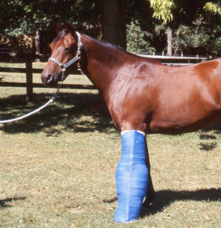 fractured limb, horse with broken leg