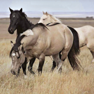 Three horses in a tall meadow.