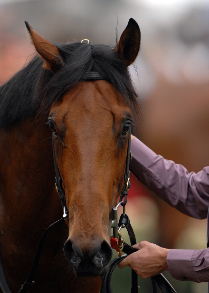 Tie-Downs for High-Headed Horses - Horse Illustrated