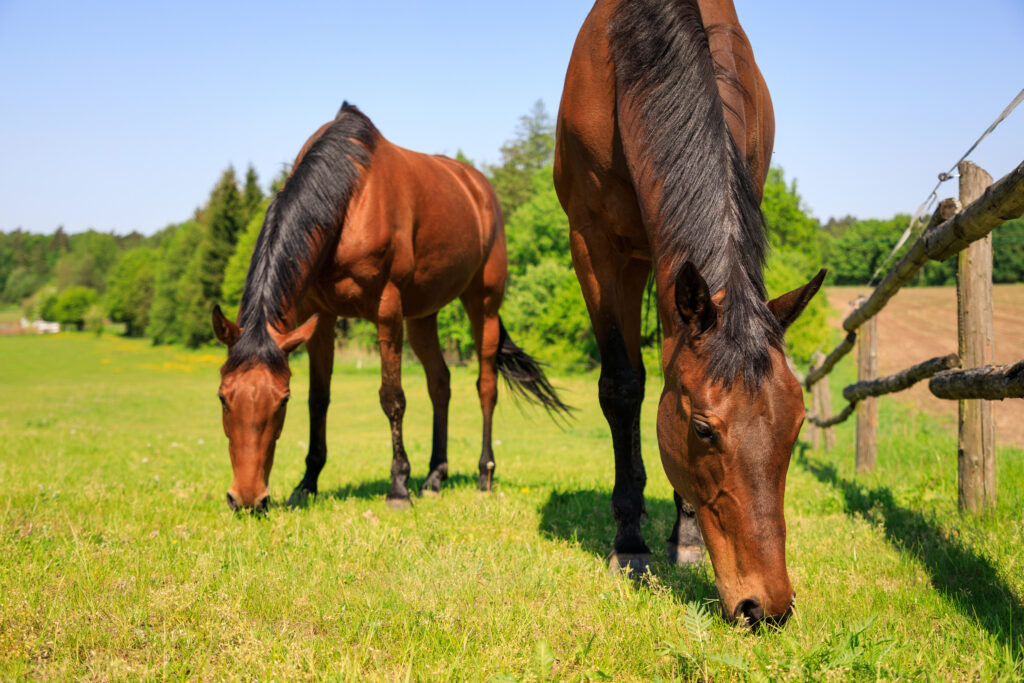 Horses naturally get vitamin E from green grass.