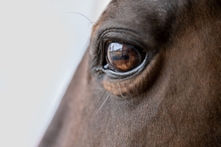 Laser Treatment For Eye Cysts In Horses Equus Magazine